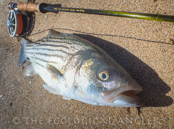 Striped Bass are voracious feeders in the surf chasing bait fish, juvenile perch, and foraging on crab.