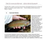 The EcoAngler Report - Kern River Rainbow
