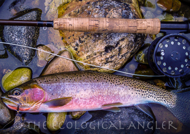 Westslope Cutthroat trout photographed St Joe River Idaho fly fishing.