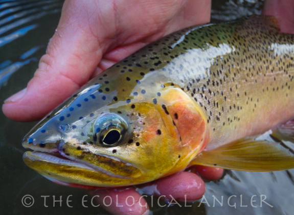 Westslope Cutthroat Trout photographed from native river in Idaho.