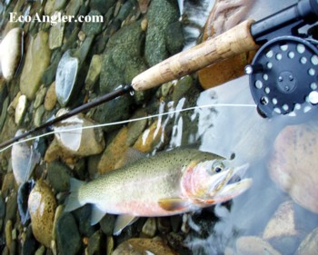 Westslope Cutthroat from the St. Joe's River