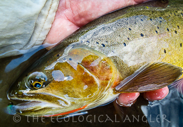 Yellowstone Cutthroat trout displays signature red slash