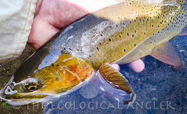 Yellowstone Cutthroat trout caught fly fising in Wyoming.