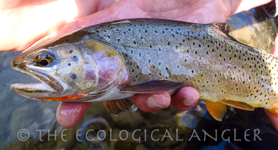 Yellowstone Cutthroat Trout with orange slash under lower jaw.