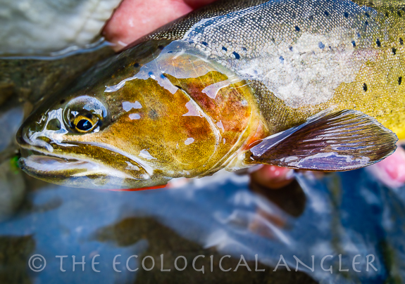 Yellowstone Cutthroat Trout caught fly fishing a river in Wyoming.