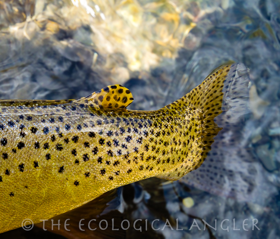 Yellowstone Cutthroat Trout tail fin.