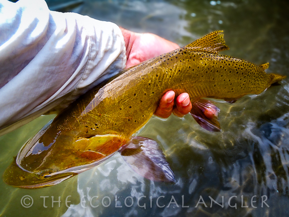 Yellowstone Cutthroat Trout released back to the river.