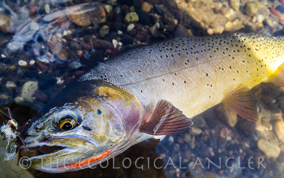Yellowstone Cutthroat Trout photographed underwater in a North American river .