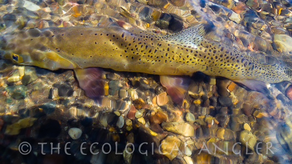 Underwater photograph of Yellowstone Cutthroat Trout.