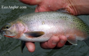 Westslope Cutthroat from the Middle Fork of the Salmon River